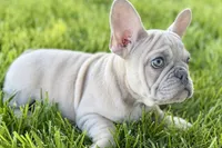 Charlie, a male French Bulldog for sale in Sturgis, MI – 10 of 10