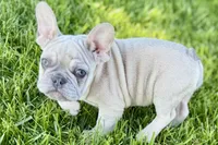 Charlie, a male French Bulldog for sale in Sturgis, MI – 9 of 10