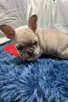 Charlie, a male French Bulldog for sale in Sturgis, MI – Photo 5 of 8