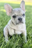 Charlie, a male French Bulldog for sale in Sturgis, MI – 6 of 10