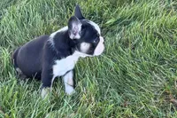 Cookie, a female French Bulldog for sale in Sturgis, MI – 10 of 10