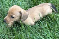Mavey, a female Dachshund for sale in Sturgis, MI – 4 of 6