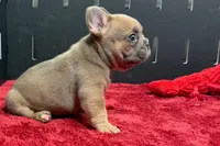 Wyman, a male French Bulldog for sale in Sturgis, MI – 9 of 10