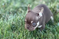 Akeem, a male French Bulldog for sale in Sturgis, MI – 7 of 10