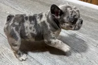 Quinn, a female French Bulldog for sale in Sturgis, MI – 8 of 10