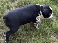 Davy, a male Boston Terrier for sale in Sturgis, MI – 3 of 6
