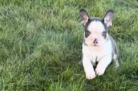 Chandler , a male French Bulldog for sale in Sturgis, MI – 6 of 10