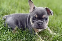 Zola, a female French Bulldog for sale in Sturgis, MI – 8 of 10
