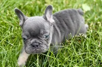Kenzie, a female French Bulldog for sale in Sturgis, MI – 10 of 10