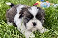 Vada, a female Shih Tzu for sale in Sturgis, MI – 10 of 10