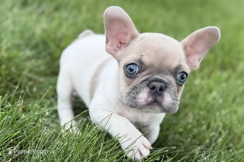 Juniper – French Bulldog puppy for sale in Sturgis, MI
