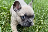 Knox, a male French Bulldog for sale in Sturgis, MI – 2 of 10