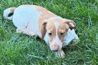 Master, a female Dachshund for sale in Sturgis, MI – 3 of 9