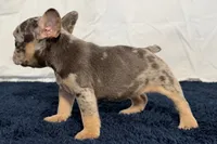 Fern, a female French Bulldog for sale in Sturgis, MI – 9 of 9
