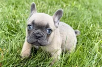 Knox, a male French Bulldog for sale in Sturgis, MI – 9 of 10
