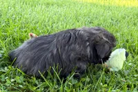 Girlie, a female Shih Tzu for sale in Sturgis, MI – 7 of 7