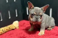 Nova, a female French Bulldog for sale in Sturgis, MI – 9 of 9