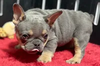 Nova, a female French Bulldog for sale in Sturgis, MI – 6 of 9
