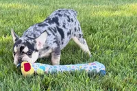 Abby, a female French Bulldog for sale in Sturgis, MI – 3 of 9