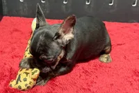 Yarma, a female French Bulldog for sale in Sturgis, MI – 3 of 10