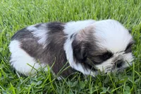 Guy, a male Shih Tzu for sale in Sturgis, MI – 9 of 10