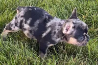 Clem, a male French Bulldog for sale in Sturgis, MI – 3 of 9