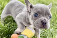 Twila, a female French Bulldog for sale in Sturgis, MI – 4 of 9