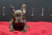Donna , a female French Bulldog for sale in Sturgis, MI – 2 of 10