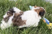 Velvet, a female Shih Tzu for sale in Sturgis, MI – 6 of 10