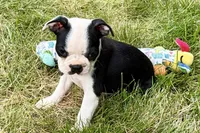 Nyla, a female Boston Terrier for sale in Sturgis, MI – 8 of 10