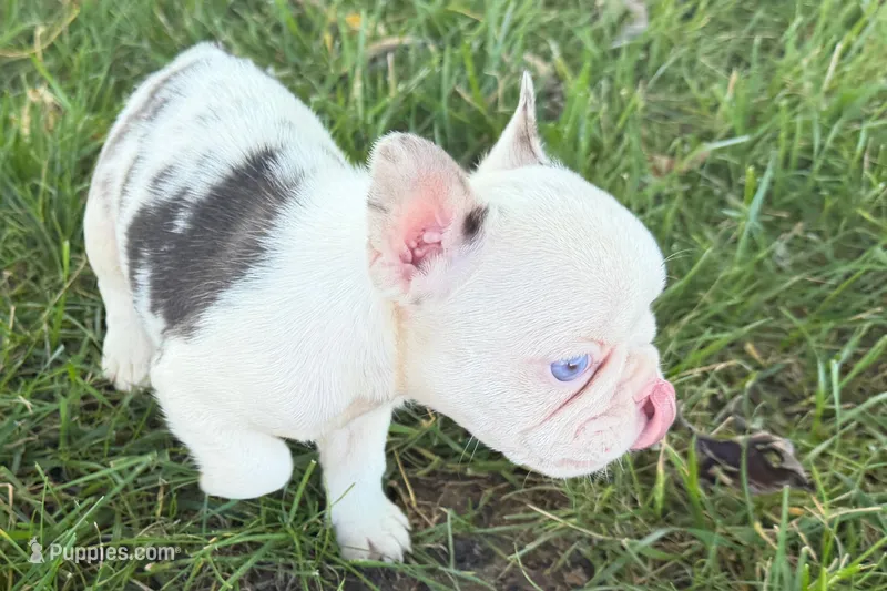 Ona  – French Bulldog puppy for sale in Sturgis, MI