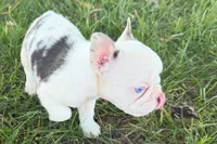 Ona , a female French Bulldog for sale in Sturgis, MI – 1 of 9