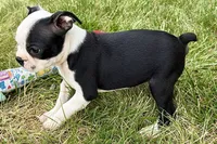 Nyla, a female Boston Terrier for sale in Sturgis, MI – 10 of 10