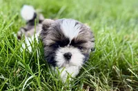 Vail, a female Shih Tzu for sale in Sturgis, MI – 6 of 10