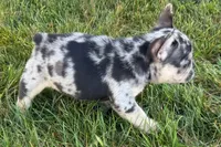 Calvin, a male French Bulldog for sale in Sturgis, MI – 3 of 10