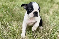Nova, a female Boston Terrier for sale in Sturgis, MI – 9 of 9