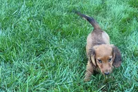 Moya , a female Dachshund for sale in Sturgis, MI – 9 of 10