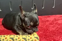 Yarma , a female French Bulldog for sale in Sturgis, MI – 10 of 10