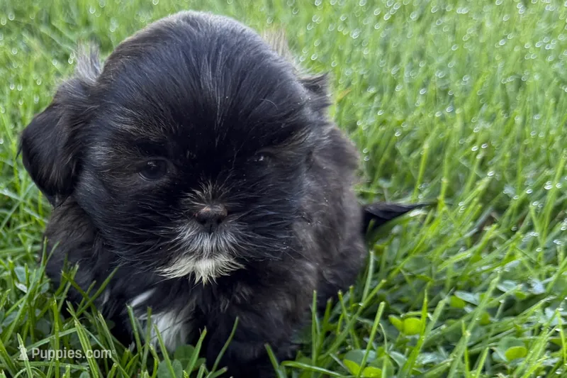 Girlie – Shih Tzu puppy for sale in Sturgis, MI