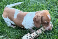 Master, a female Dachshund for sale in Sturgis, MI – 4 of 9