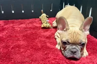 Yack, a male French Bulldog for sale in Sturgis, MI – 8 of 10