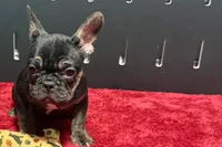 Yarma , a female French Bulldog for sale in Sturgis, MI – 4 of 10