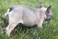 Elvis, a male French Bulldog for sale in Sturgis, MI – 6 of 9
