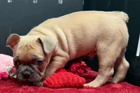 Yack, a  French Bulldog for sale in Sturgis, MI – 3 of 6