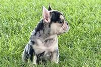 Abby, a female French Bulldog for sale in Sturgis, MI – 6 of 9