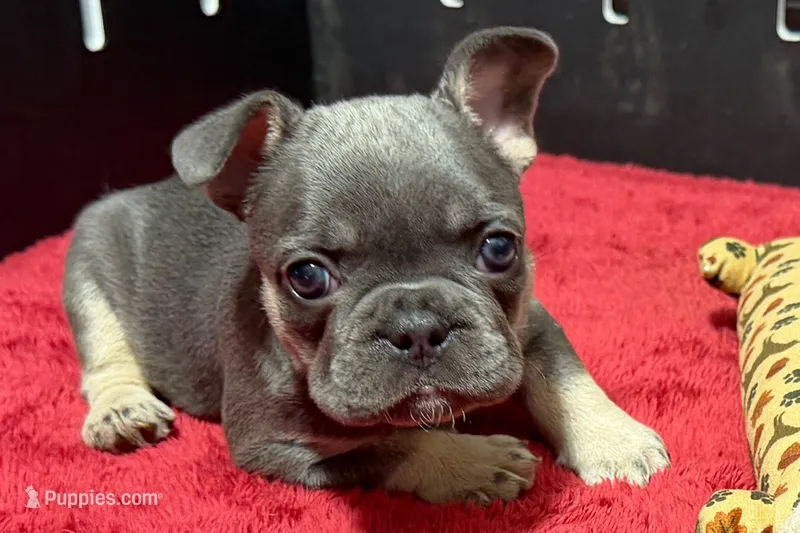 Hedie – French Bulldog puppy for sale in Sturgis, MI