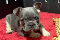 Hedie, a female French Bulldog for sale in Sturgis, MI – 1 of 10