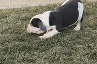 processed/17c98f99-cbbe-4d46-8231-b634a8c9325f/listing/2240fda4-620d-495a-b149-497376f356ef/5b67b44a-d72e-4cd0-a2a2-e16fe72b2a0d