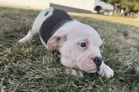 processed/17c98f99-cbbe-4d46-8231-b634a8c9325f/listing/2240fda4-620d-495a-b149-497376f356ef/95f89058-8619-471a-a796-e97567355995