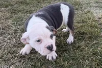 processed/17c98f99-cbbe-4d46-8231-b634a8c9325f/listing/2240fda4-620d-495a-b149-497376f356ef/c1e4ae3a-493e-4fa7-a7fb-558b3ce125db